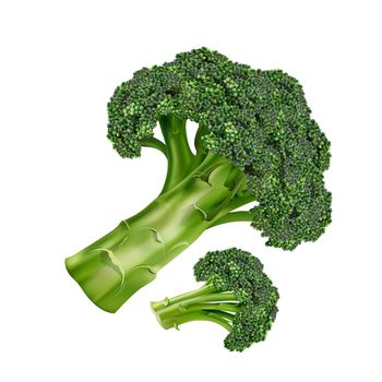 Broccoli realistic isolated illustration on white background.