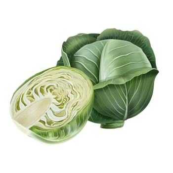 Cabbage realistic isolated illustration on white background.