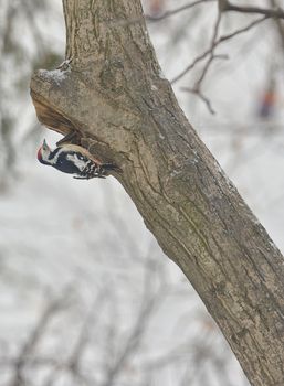 Male great spotted woodpecker (Dendrocopos major) on tree brunch