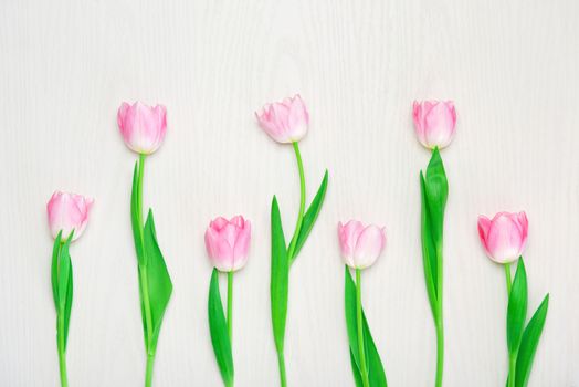 Beautiful Pink tulips flowers on white background. 8 march, Mother's Day concept. Small DOF. Flat lay