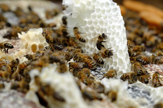 Group of honeycomb in the box with honey, bee and beeswax at Binh Phuoc, Viet Nam, apiculture is popular in Vietnam, many beekeeper go everywhere with his bee hive to product honey and wax