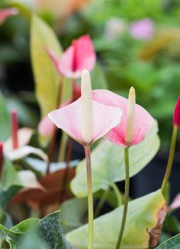 Flamingo flower or Anthurium flower in the garden