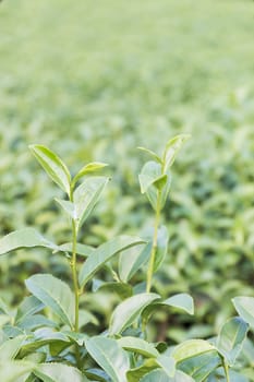 Close up Green tea plantation,Tea field at Chiangrai, Thailand