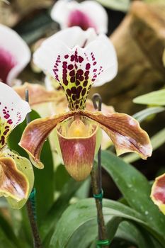 Close up Paphiopedilum of Orchid flower, or Lady slipper orchid flower