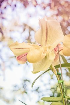 Close up yellow Paphiopedilum of Orchid flower, or Lady slipper orchid flower