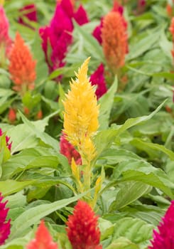 Closeup of a cockscomb flower (Celosia Cristata) in a garden