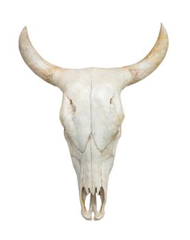 Head cow skull with horns isolate on white background