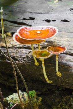 Mushrooms on logs science names "Polyporaceae" in the forest national park, Thailand