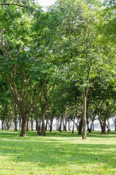 Public green park with green grass field and fresh tree plant