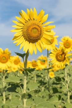 Close up Sun flowers field in Thailand