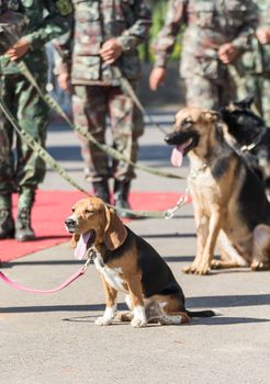 Army Soldier with dog, Training dogs of war