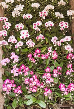 Close up white and pink orchid on wall in public garden