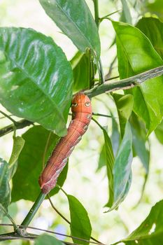 Orange caterpillar walking on the green branch