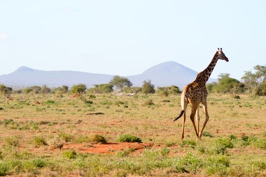 Giraffe in the savanna of East Tsavo Park in Kenya