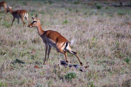 Impala squatting in the savannah of West Tsavo Park in Kenya