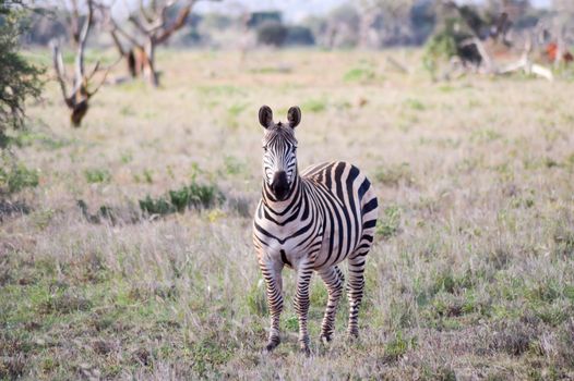 Zebra with an interrogative look isolated in the savanna of the Tsavo West park in Kenya