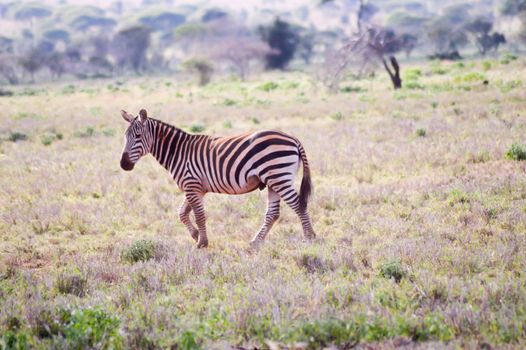 Zebra lying in the savanna of Tsavo West Park in Kenya