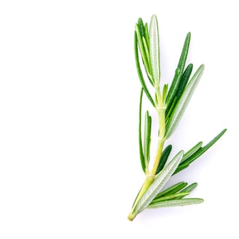 Closeup branch of fresh rosemary  isolated on white background.