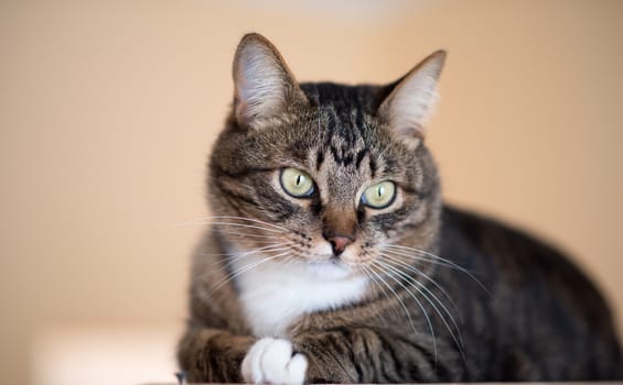 Cat portrait close up, only head crop, cat in light brown and cream looking with pleading stare at the viewer with space for advertising and text, cat head. Beautiful cat.