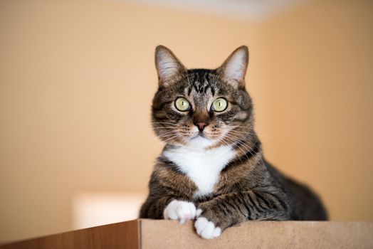 Cat portrait close up, only head crop, cat in light brown and cream looking with pleading stare at the viewer with space for advertising and text, cat head. Beautiful cat.