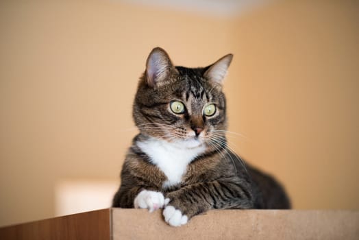 Cat portrait close up, only head crop, cat in light brown and cream looking with pleading stare at the viewer with space for advertising and text, cat head. Beautiful cat.