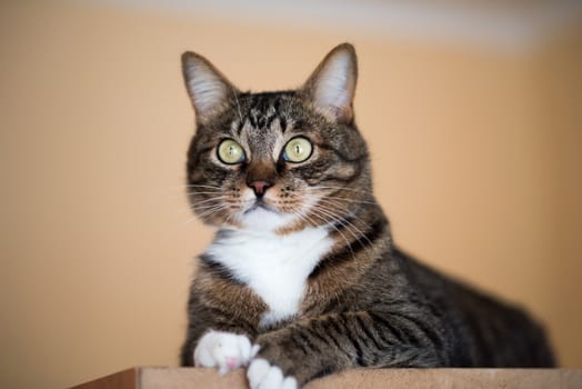 Cat portrait close up, only head crop, cat in light brown and cream looking with pleading stare at the viewer with space for advertising and text, cat head. Beautiful cat.