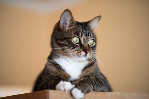 Cat portrait close up, only head crop, cat in light brown and cream looking with pleading stare at the viewer with space for advertising and text, cat head. Beautiful cat.