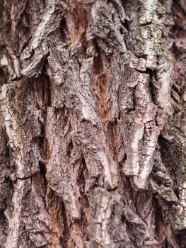 Bark Tree texture full frame in nature