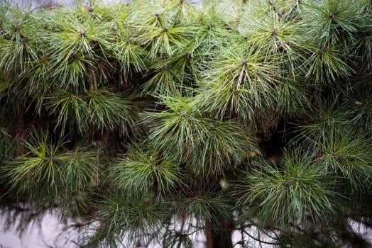 Green fir branch background. Pine tree twig closeup background.