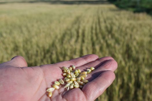 Agronomist in the field of grain quality checks