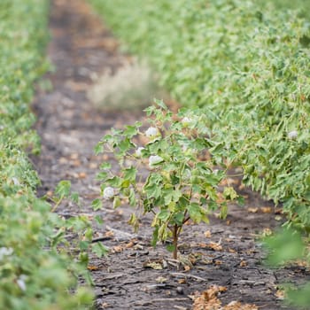 Cotton fields ready for harvesting in Oakey, Queensland