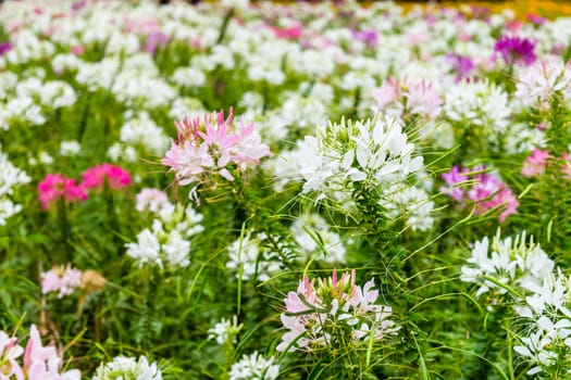 colorful western tare in the garden with background blur