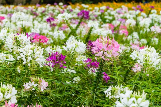 colorful western tare in the garden with background blur