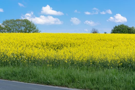 Blooming canola field with beautiful blue sky in the background.
Symbolizing green energy.