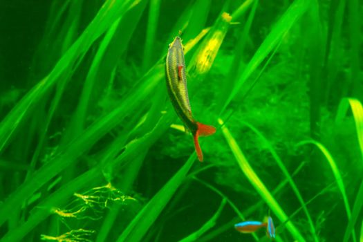 Fish in an aquarium, fish in an aquarium on green background