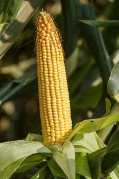 Fresh, yellow, juicy corn on the cob. Close-up