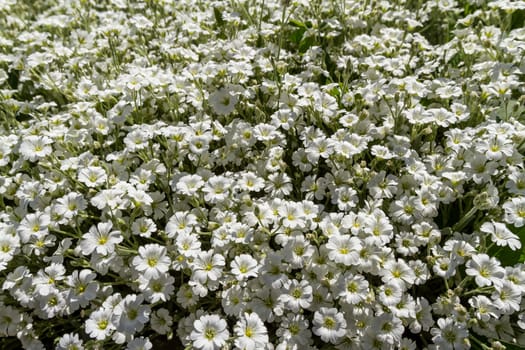 Wild white flowers on a sunny day. Shallow depth of field, top view