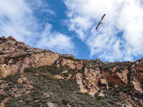Beautiful scene of flying seagull over the Morro Rock Bay, California USA