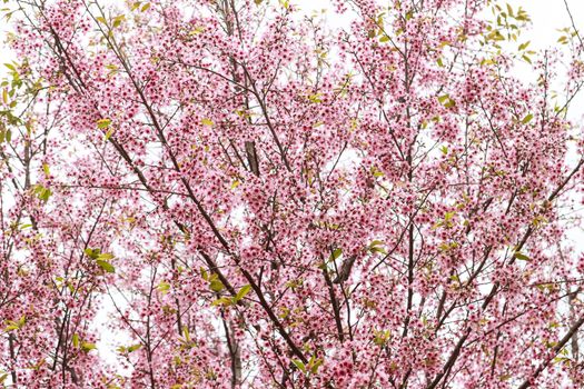 Beautiful cherry blossom flower and tree at Phu Lom Lo, Phitsanulok Thailand