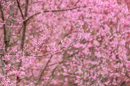 Beautiful cherry blossom flower and tree at Phu Lom Lo, Phitsanulok Thailand