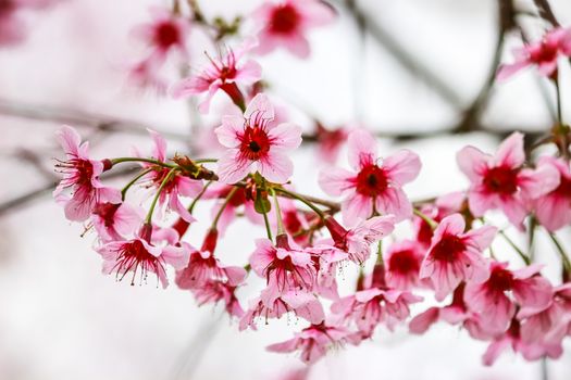 Beautiful cherry blossom flower and tree at Phu Lom Lo, Phitsanulok Thailand