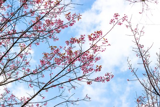 Beautiful cherry blossom flower and tree at Phu Lom Lo, Phitsanulok Thailand