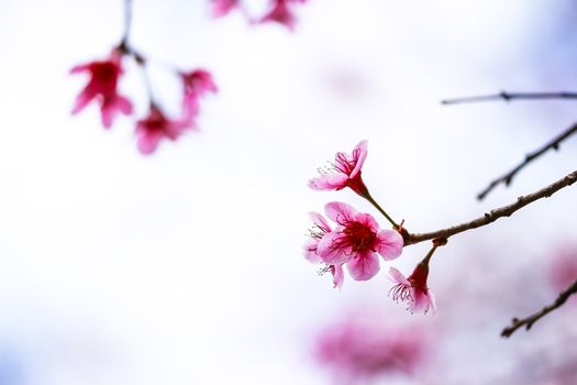 Beautiful cherry blossom flower and tree at Phu Lom Lo, Phitsanulok Thailand