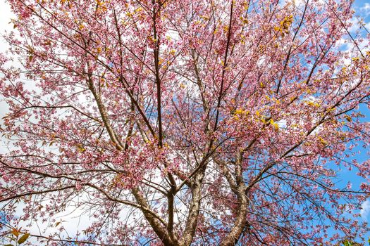 Beautiful cherry blossom flower and tree at Phu Lom Lo, Phitsanulok Thailand