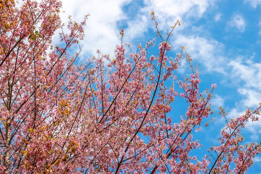 Beautiful cherry blossom flower and tree at Phu Lom Lo, Phitsanulok Thailand