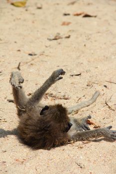 Wild monkey playing on sand of beach in Thailand, Krabi