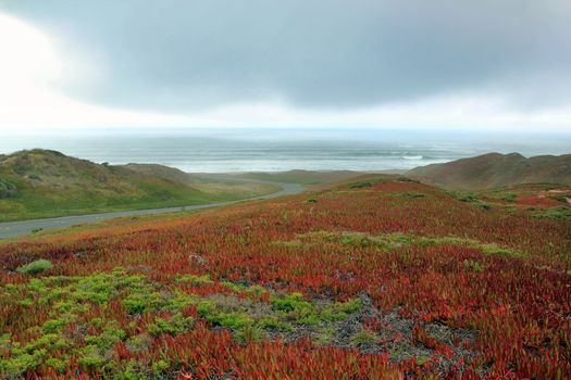 Beautiful Coastline with flowering plant