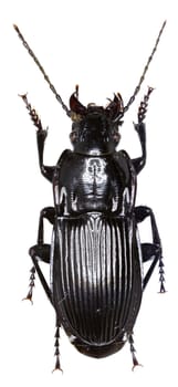 Parallel-sided Ground Beetle on white Background  -  Abax parallelepipedus (Piller and Mitterpacher, 1783)