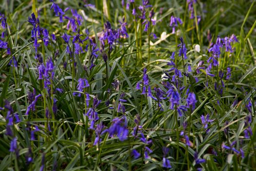 The bluebells flowers during springtime in Hallerbos, Halle, Belgium