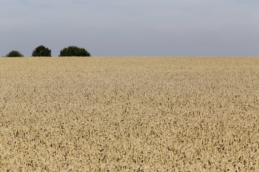 Golden ears of wheat on the field